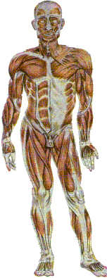 Imagem de esqueleto