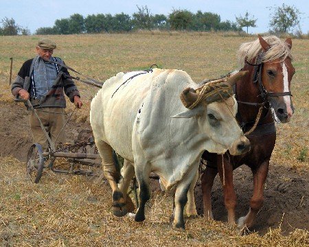 Lavrando boi com cavalo