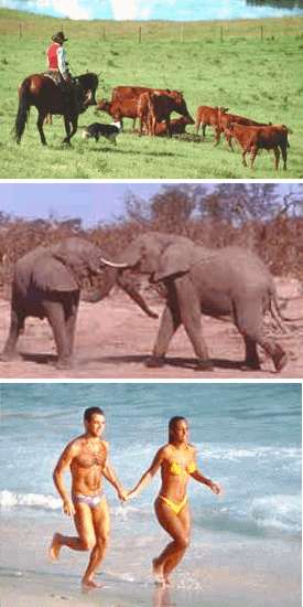 Gado e elefantes