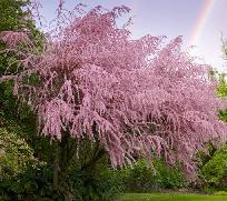 Tamarisk bosque